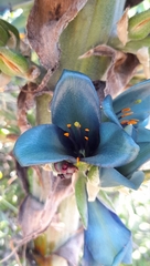 Puya alpestris alpestris