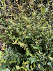 Weinmannia tomentosa