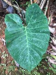 Xanthosoma sagittifolium