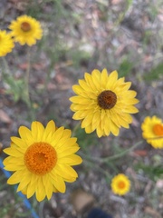 Xerochrysum bracteatum