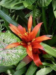 Guzmania