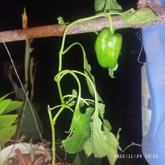 Capsicum chinense