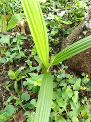 Curculigo orchioides
