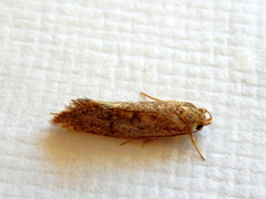 Syncometes vilis