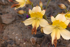 Alstroemeria kingii