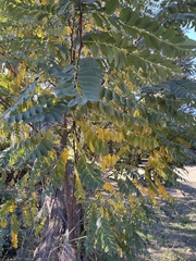Tipuana tipu