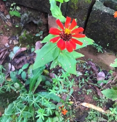 Zinnia peruviana