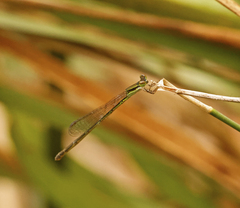 Agriocnemis rubricauda