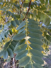 Tipuana tipu