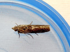 Sciota melanostyla