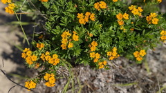 Lithospermum canescens