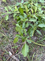 Stachytarpheta jamaicensis