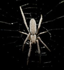 Larinia