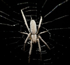 Larinia
