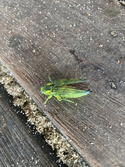 Chrysodema