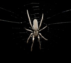 Larinia