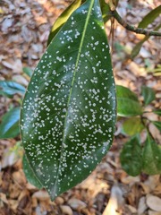 Cephaleuros virescens