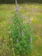 Lupinus montanus
