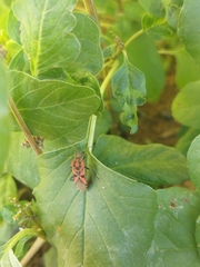 Spilostethus furcula
