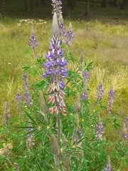 Lupinus montanus