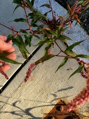 Persicaria extremiorientalis