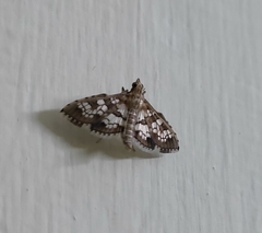 Sameodes cancellalis