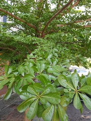 Terminalia molinetii