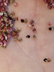 Persicaria extremiorientalis