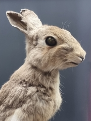 Oryctolagus cuniculus huxleyi