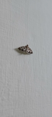 Sameodes cancellalis