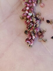 Persicaria extremiorientalis