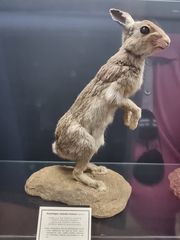 Oryctolagus cuniculus huxleyi