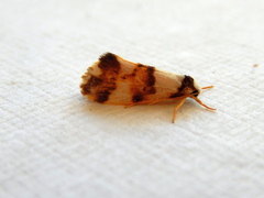 Philenora aspectalella