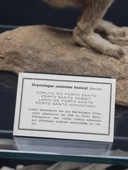 Oryctolagus cuniculus huxleyi