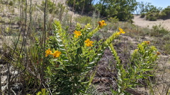 Lithospermum canescens