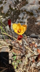 Zephyranthes tubispatha