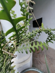 Selenicereus anthonyanus