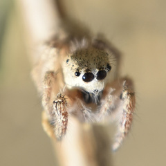 Habronattus