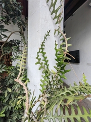 Selenicereus anthonyanus