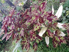 Coleus scutellarioides