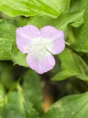 Tradescantieae