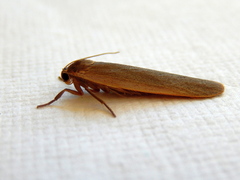 Palaeosia bicosta