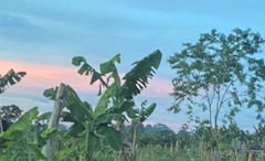 Musa