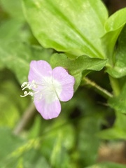 Tradescantieae