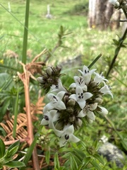 Galianthe bogotensis