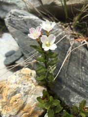 Epilobium glabellum