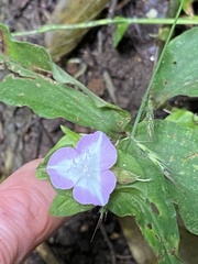 Tradescantieae