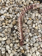 Odocoileus virginianus