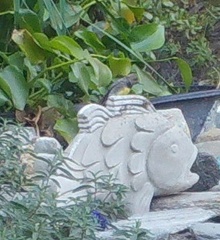 Sphyrapicus thyroideus