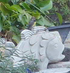 Sphyrapicus thyroideus